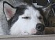denali's picture