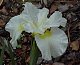 whiteiris's picture