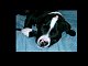 swampkitty's picture