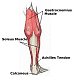 fatsoleus's picture