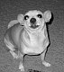 tigerlily10's picture