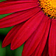 samantharose's picture