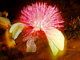 bingle's picture