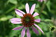 fernanda59's picture