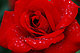 camione's picture