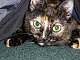 Shadowcat14's picture