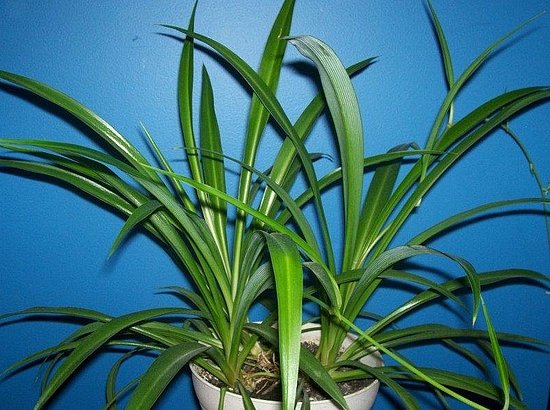 Name This Houseplant