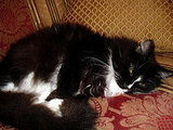 Licorice