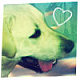 nova's picture