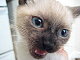 crazykitty180's picture