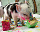 terrasky's picture