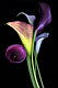 unicorn18's picture