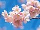 cherryblossoms's picture