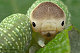 fuschia froggie's picture