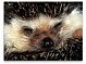 kangaroorat's picture
