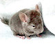 fLIpiTup's picture