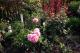 crabapple's picture