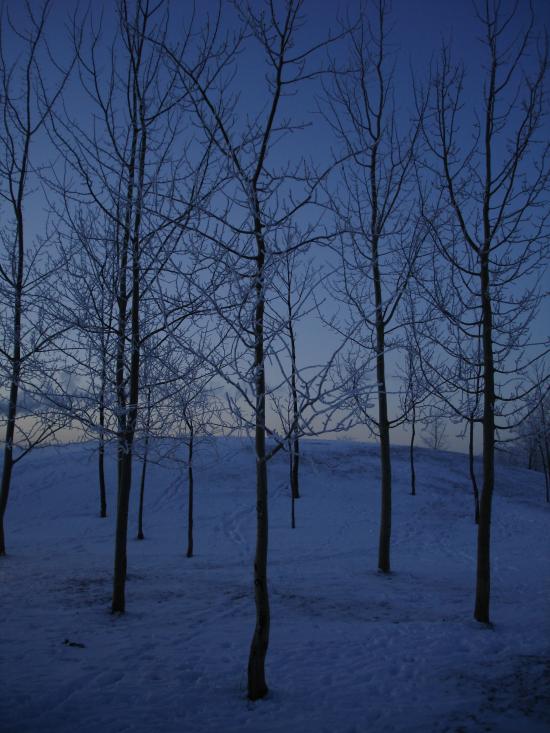 Birch Trees