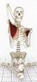 skeleton_1
