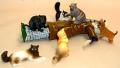 catlady-use-2