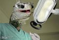 lizarddentist