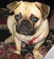 puggy.jpg