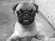 i heart pugs's picture
