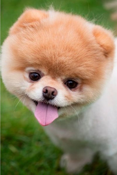 Boo the puppy | Publish with Glogster!