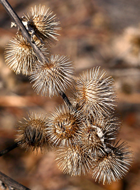 Dog Days of Summer: How to Remove Burrs | POPSUGAR Pets