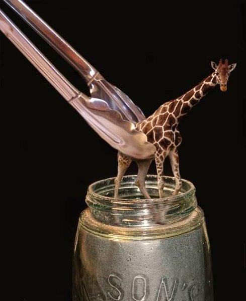 unusual-giraffe-photos.jpg